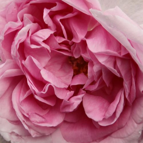 Pépinière rosier - Rosa Madame Knorr - rose - rosiers portland - parfum intense - Victor Verdier - Fleurs pleines rose pâle parfumé avec un centre plus foncé.